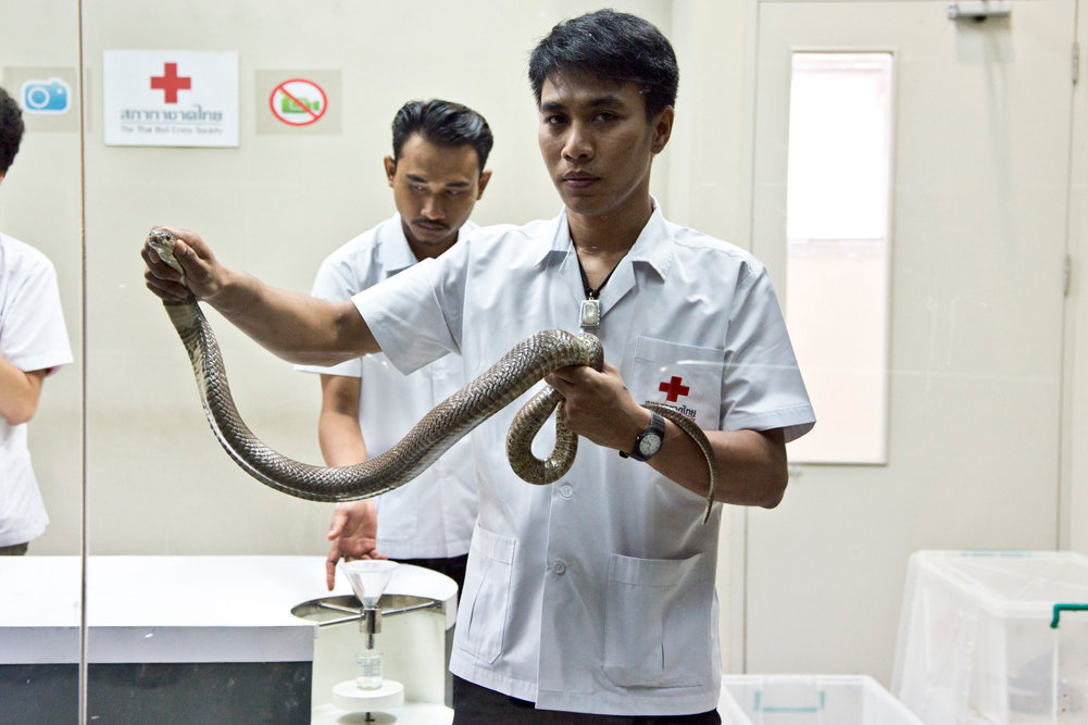 The bite of a Siamese cobra can be fatal
