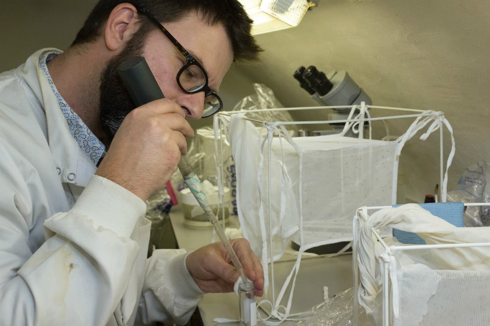 Rogers places sand flies taken from a large colony in the lab into a glass tube
