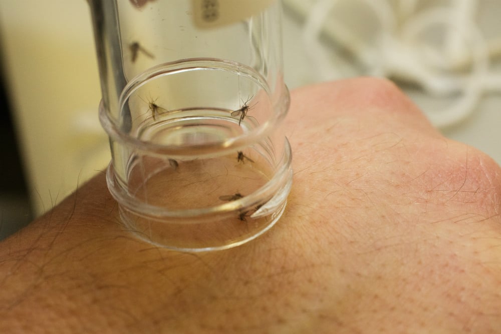 Rogers puts the tube of uninfected sand flies on his hand to blood feed&nbsp;
