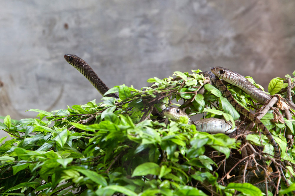 Banded rat snakes in the outdoor serpentarium
