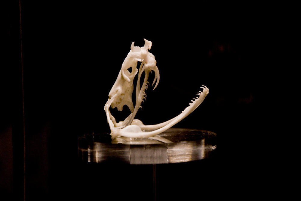 The skull of the venomous Siamese Russell’s viper
