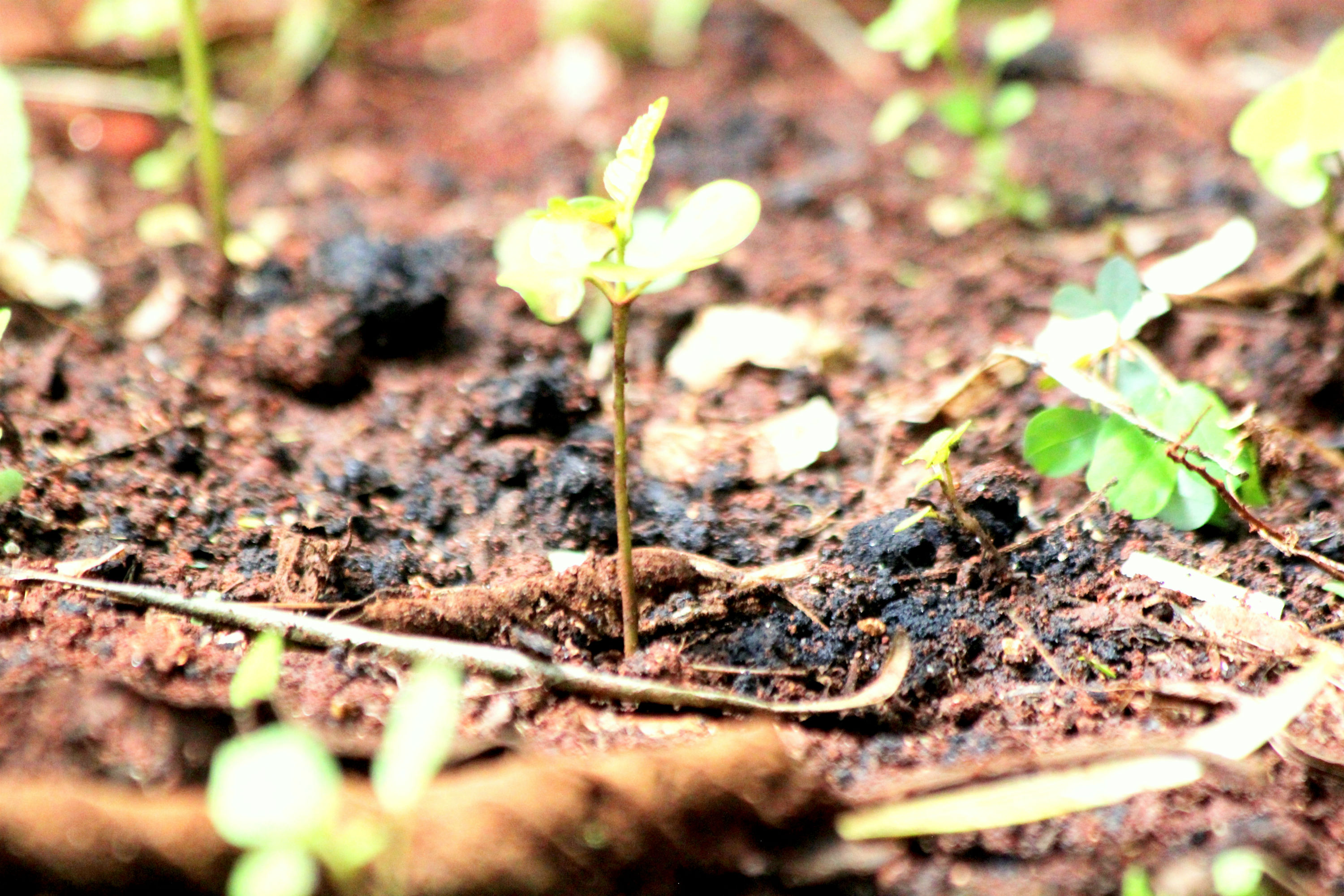 A four-month-old Moringa tree (Moringa oleifera), an indigenous Kenyan specie, sprouting from Kinyanjui’s farm. The tree is used to make tea and has medicinal value.
