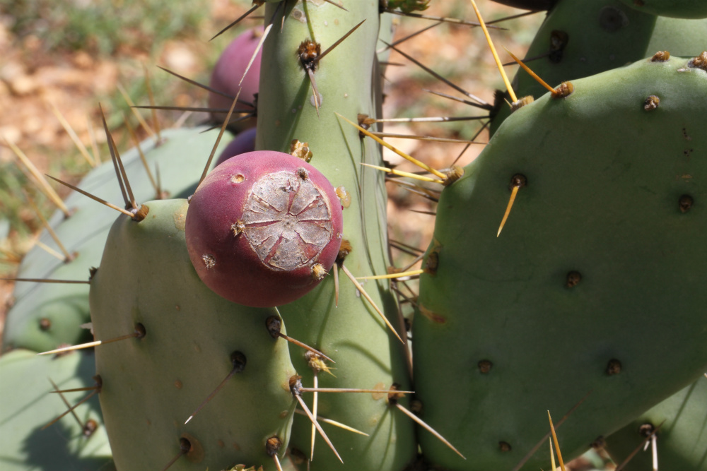 The Opuntia stricta cactus, known as the erect prickly pear, is native to the Americas. It was introduced to East Africa decades ago as an ornamental plant, but has since spread throughout the continent with a devastating effect on people’s lives, reducing land productivity and harming livestock
