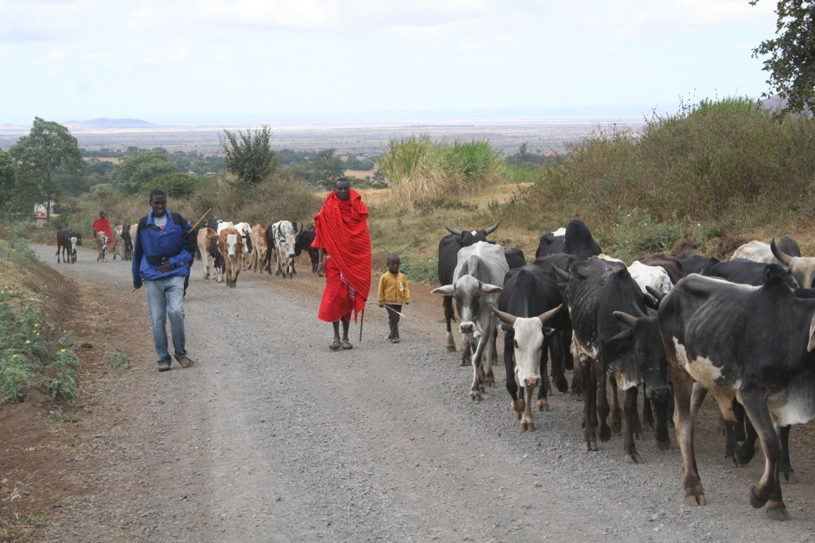 Traditionally, the Massai’s entire social structure and belief system are based on war and cattle-herding. It is said that Maasai men do the fighting; the women everything else.
