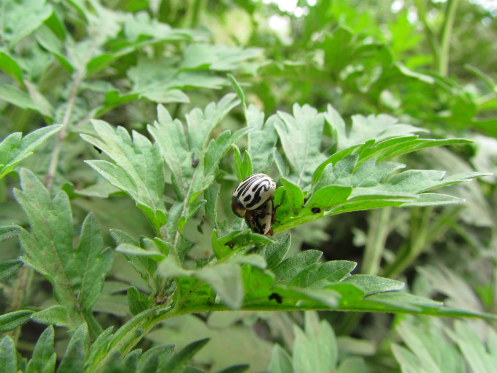 The Parthenium beetle is used as a natural control against Parthenium. The insect is also known as the Mexican beetle in reference to its country of origin. It eats the plant’s leaves, curbing its growth and flower production

