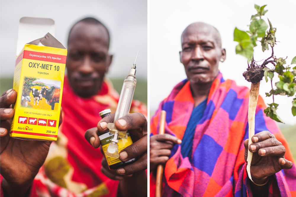 Animal drugs, such as antibiotics (left), are widely available, but stronger regulations mean human drugs are harder to come by. Clinics are often remote and ill-equipped to deal with outbreaks. Maasai use medicinal plants (right) that induce vomiting in humans, believing it purges disease. But vomiting only offers temporary relief

