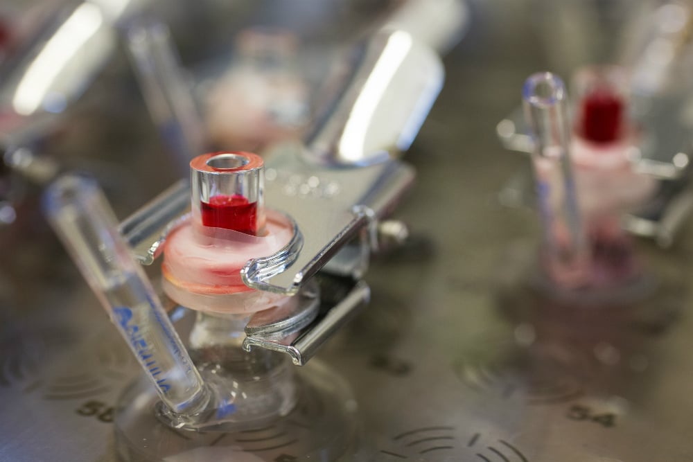 Close up of a Franz cell. The researchers use mouse skin as they will be later testing the drug on live mice. They also use human skin sourced from stomach and breast reduction surgeries
