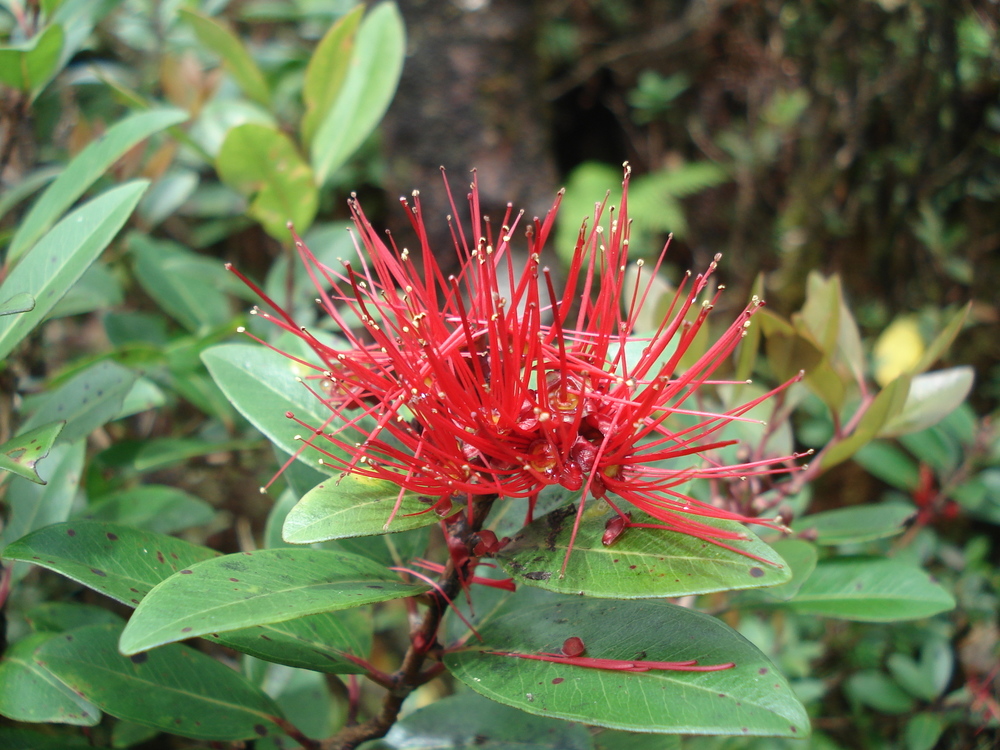 Ohia is one of the island’s most sacred trees and features in many stories and sayings. On O’ahu island the plant is being threatened by an invasive guava, and on Big Island a mutated fungus is devastating Ohia trees. Conserving the plant is crucial for Hawaiians — to preserve both nature and culture.
