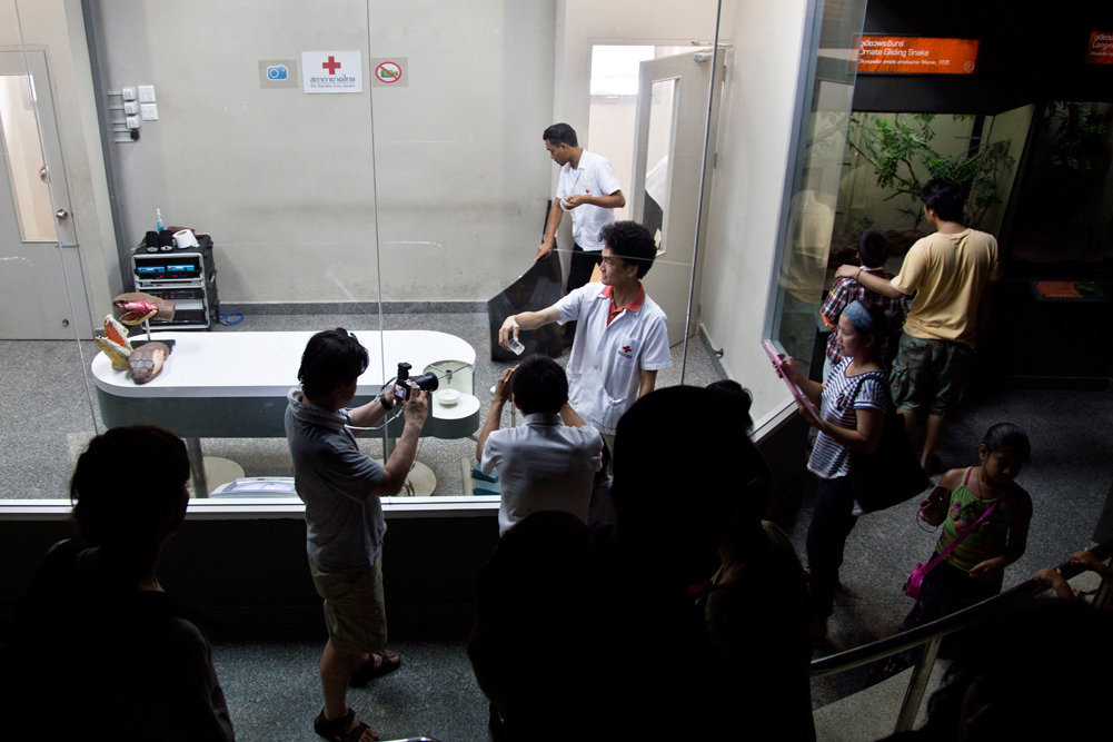 Visitors can watch venom extractions
