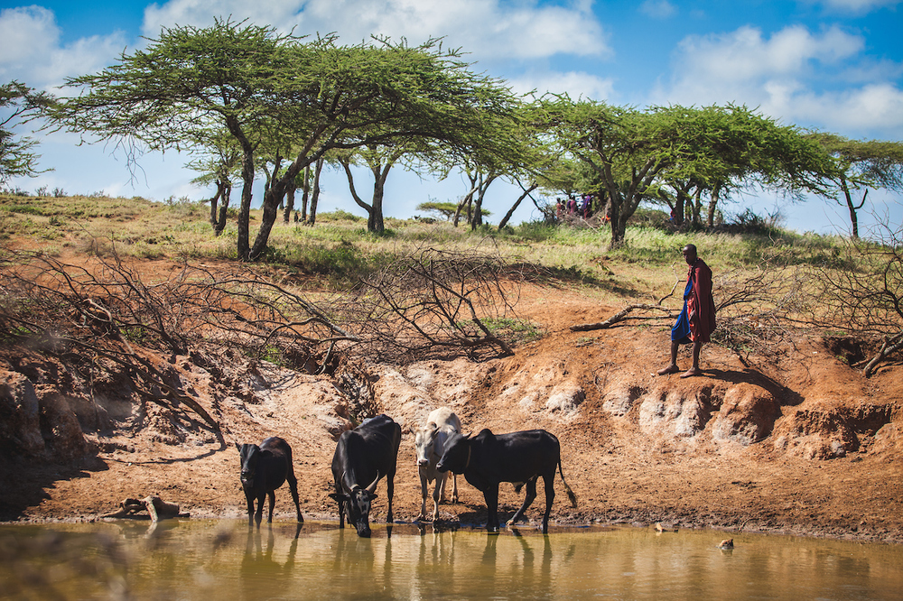 Maasai pastoralists live in the Great Rift Valley in lands straddling southern Kenya and northern Tanzania. Their lives and culture centre around herding cattle, goats and sheep: they rely on animals for meat, blood and milk; livestock provide income; and migration routes are shaped by water access and climate
