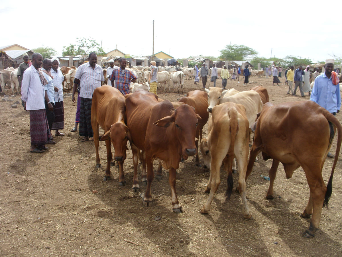 Livestock are central to the livelihoods and cultures of Kenyan pastoralists, and meat and dairy are their staples. The country is prone to Rift Valley fever, a zoonotic disease passed between livestock and humans. During outbreaks, farmers and others in the livestock supply chain can suffer huge losses 
