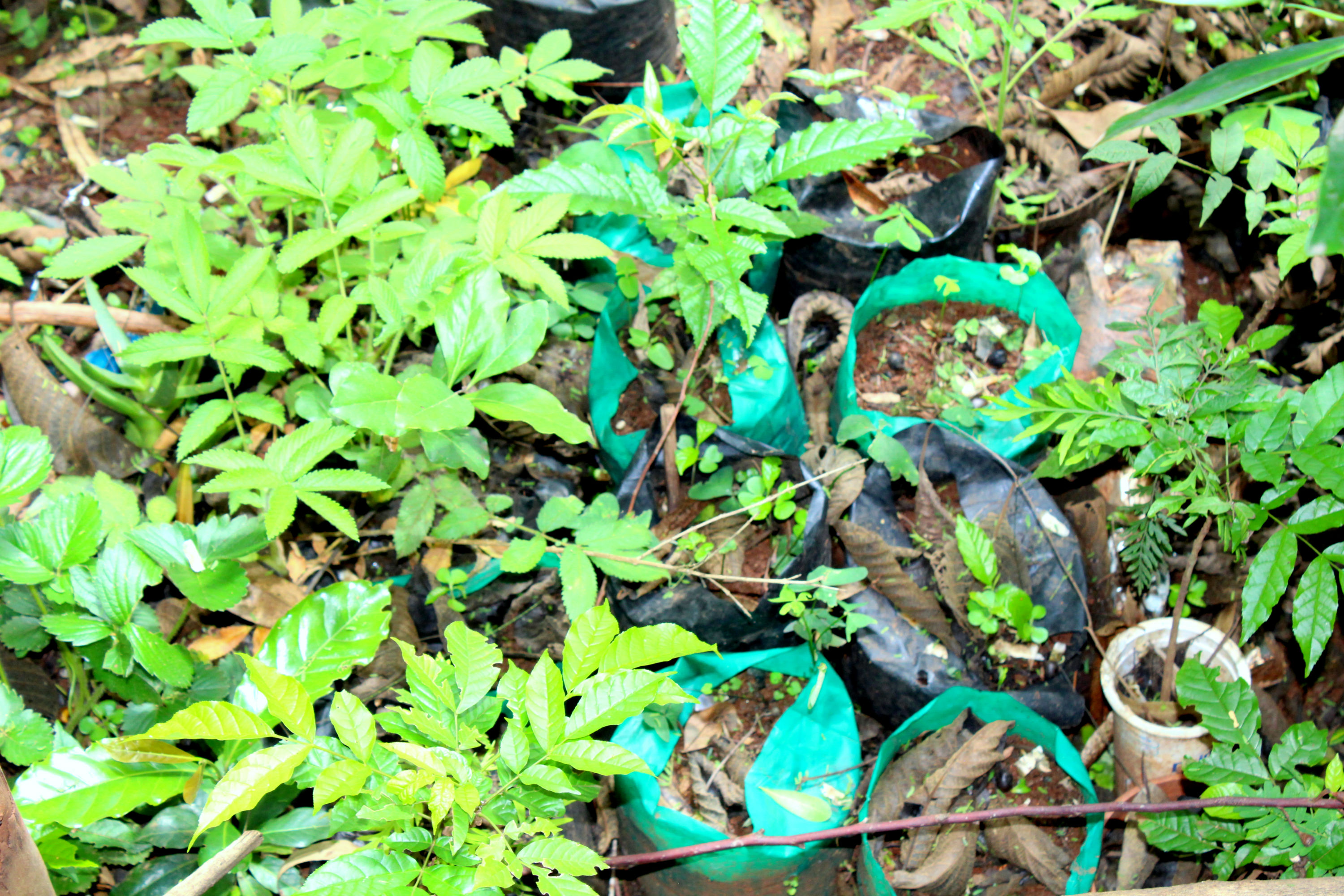 Seedlings in plastic bags, which have been banned by the Ministry of Environment and Natural Resources in Kenya. According to Kinyanjui, the plastic bags squeeze the roots of the seedlings, preventing them from growing naturally.
