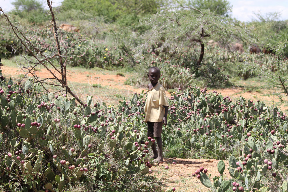 
	Pastoralists in Laikipia county in central Kenya depend on their biodiverse habitat for their livelihood. But the land is being overrun by prickly pears, threatening the way of life of Maasai herdspeople and their families
