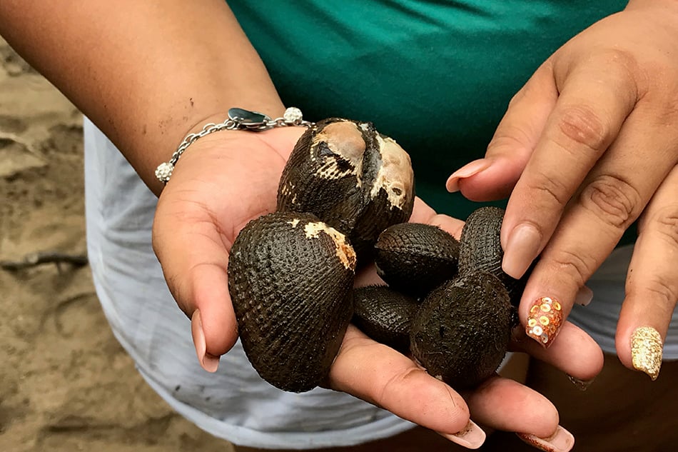 Clams pulled fresh from the mangrove. According to the local NGO CoopeSoliDar, the environment ministry, which has jurisdiction over the area, needs research on the species being collected to grant the women a permit. They can now legally extract just one species.
