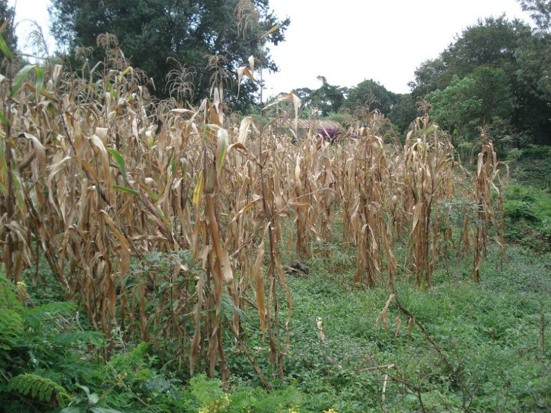 A maize crop that has withered. As trees are cut down, the topsoil is at greater risk of being washed off by rain or blown away by the wind. The ground then retains less of the morning dew that most of the village’s crops rely on. Unlike the maize, native weeds — which can survive on little water — thrive
