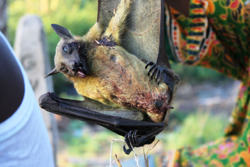 In Ghana, bats are often hunted for bushmeat. This ranges from large-scale hunts of big bat species, to children shooting down smaller species with catapults. Hunters, who often handle dead and bloodied bats with their bare hands, are one of the most at-risk groups for bat-borne disease
