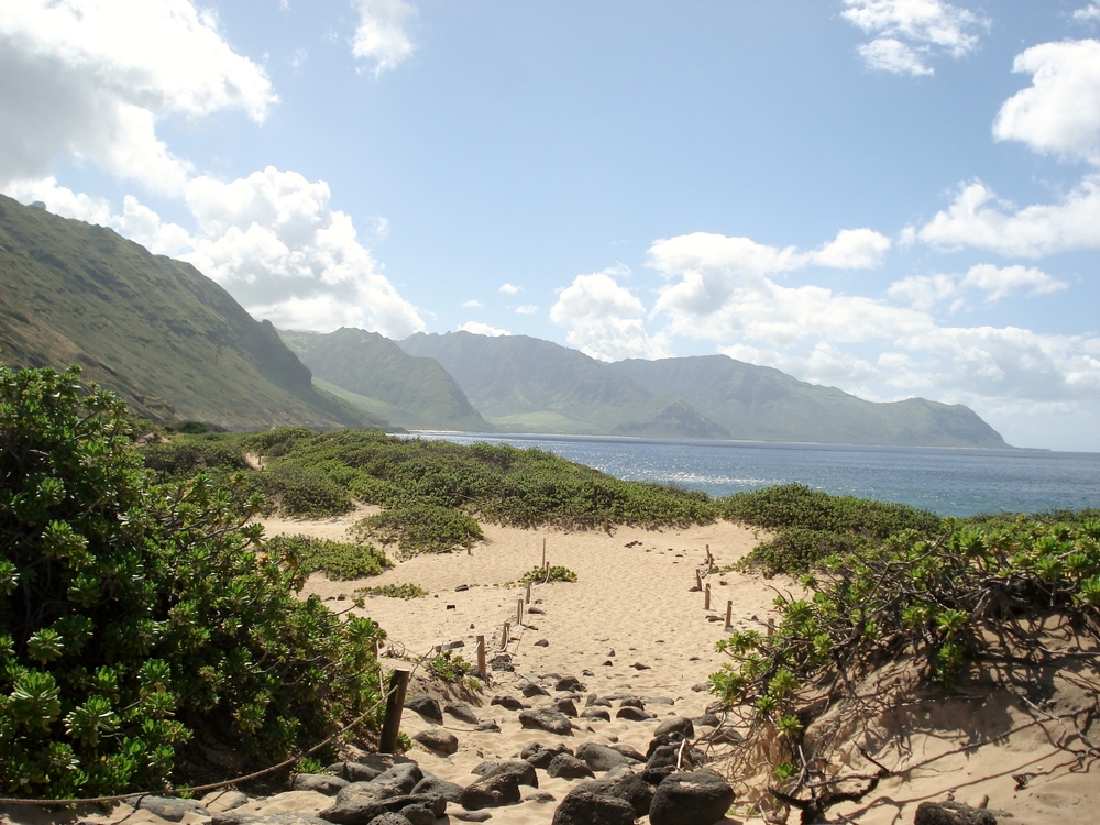 The sand dunes of Ka’ena Point are an important resting place for monk seals and a breeding ground for many types of sea birds. But until their protection began in 1983, they were also a popular driving space for quad bikers.
