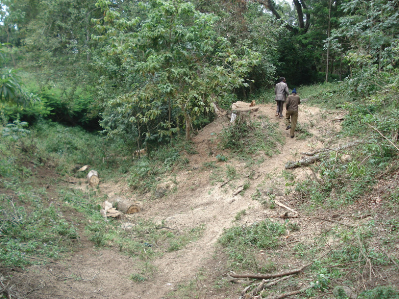 Even though only a few trees have been cut down in this spot for firewood, the lack of protective roots and tree cover has created washouts and dried the soil, depriving it of nutrients

