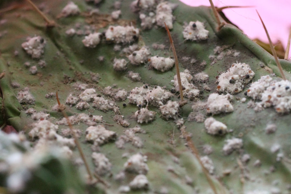 With the Kenyan government’s permission, not-for-profit CABI (Centre for Agriculture and Biosciences International) introduced this type of cochineal to Laikipia county to control the cactus. The female produces a protective thick white web and sits underneath it.  It kills Opuntia by eating its flowers and fruit 
