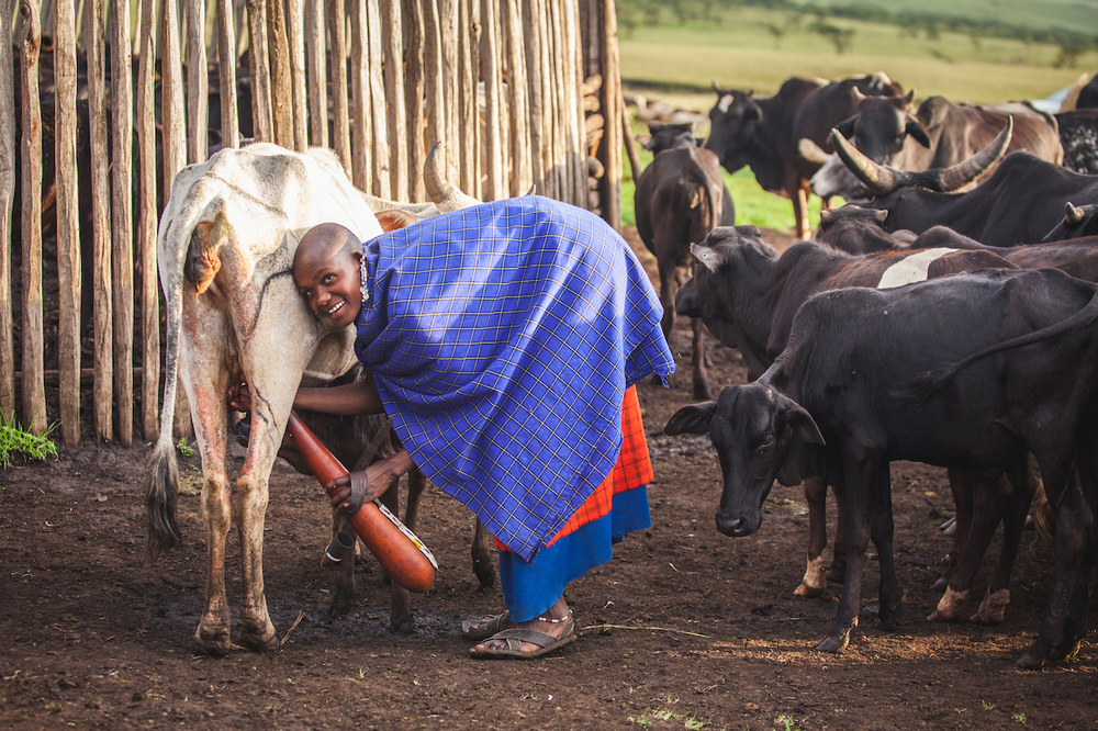 At the end of the day, the herders return to the Boma, where women take charge of the herd for milking. If an animal produces less milk than normal, this could be a sign of disease. Women inform the household head about any drop in production
