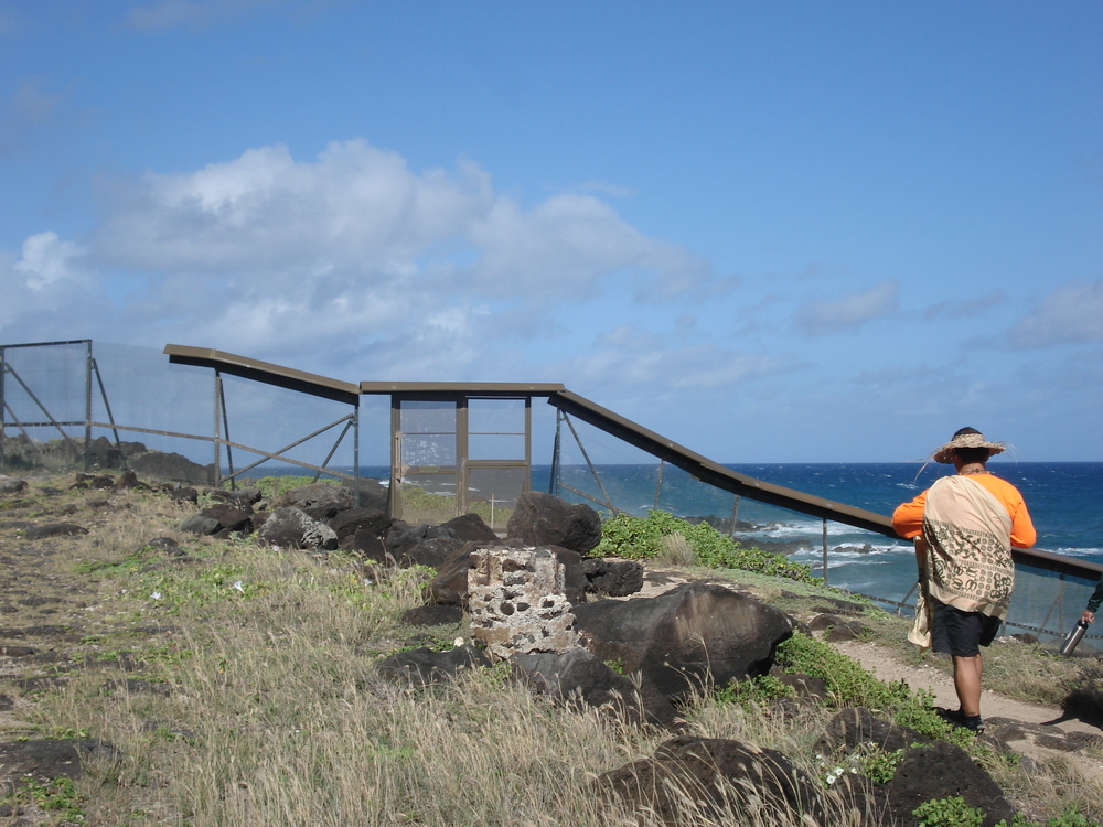 The dunes around Ka’ena Point would lose six feet of sand every five years due to quad biking. Now, an iron fence that digs deep into the ground keeps out bikes, as well as animals that prey on the eggs and hatchlings of sea birds.
