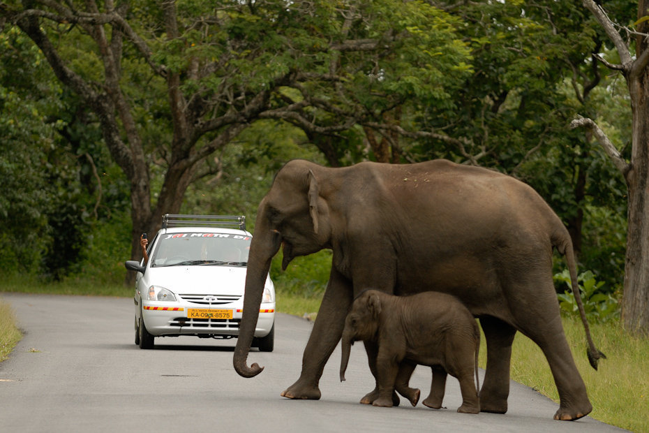 The area has about 30 per cent of all Asian elephants
