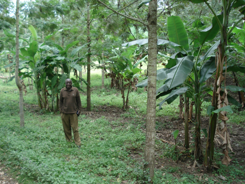 Somi has started to grow banana among the more mature trees. Banana trees need lots of water, and the larger trees help retain water from the dew and the air, and protect the soil from too much sun. On some patches, Somi is trying to grow both banana and coffee plants together
