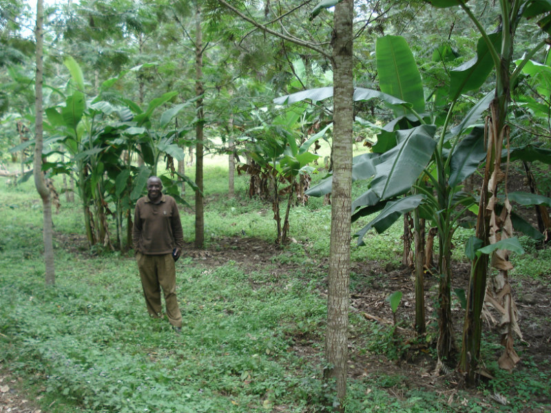 Somi has started to grow banana among the more mature trees. Banana trees need lots of water, and the larger trees help retain water from the dew and the air, and protect the soil from too much sun. On some patches, Somi is trying to grow both banana and coffee plants together