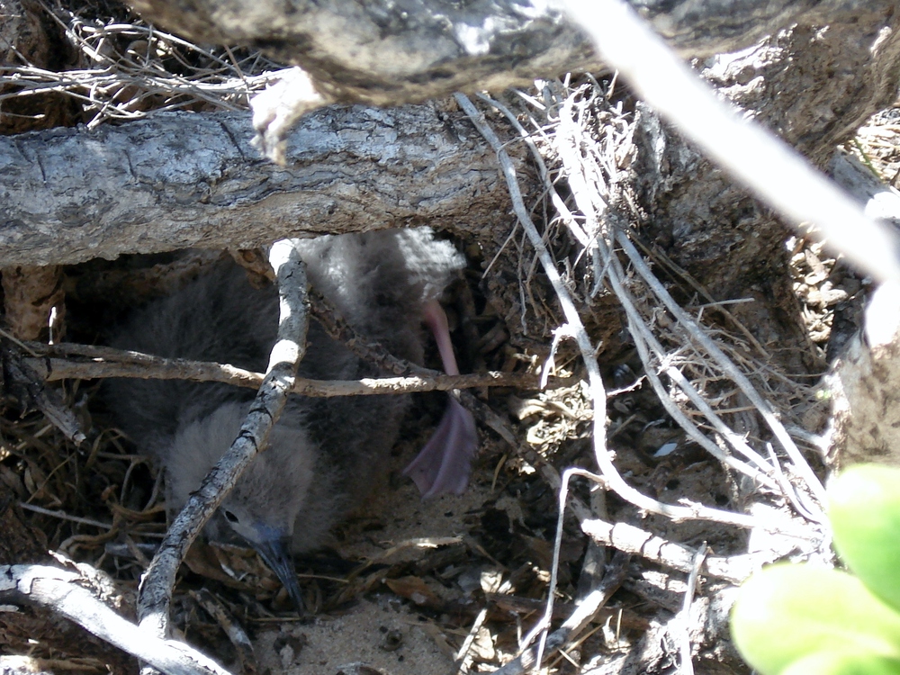 A baby shearwater in its dug-out. When the reserve was established in 1983, not a single nesting pair lived at Ka’ena point. Now, there are a few thousand. 
