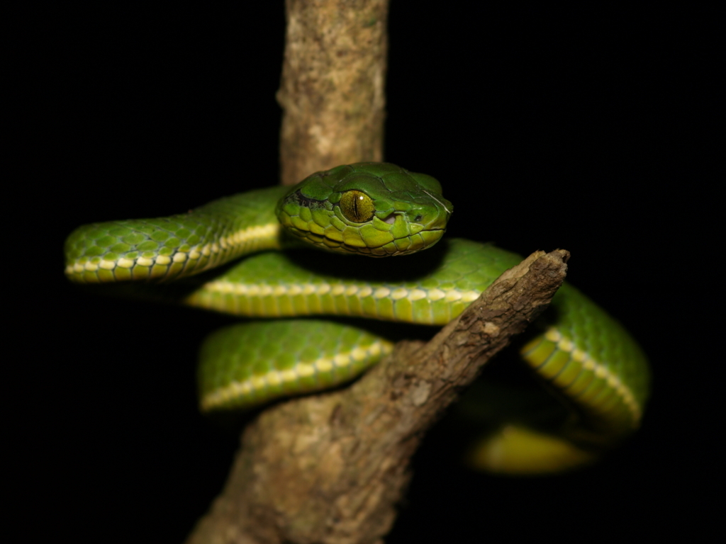 A large-scaled pit viper ready to strike

