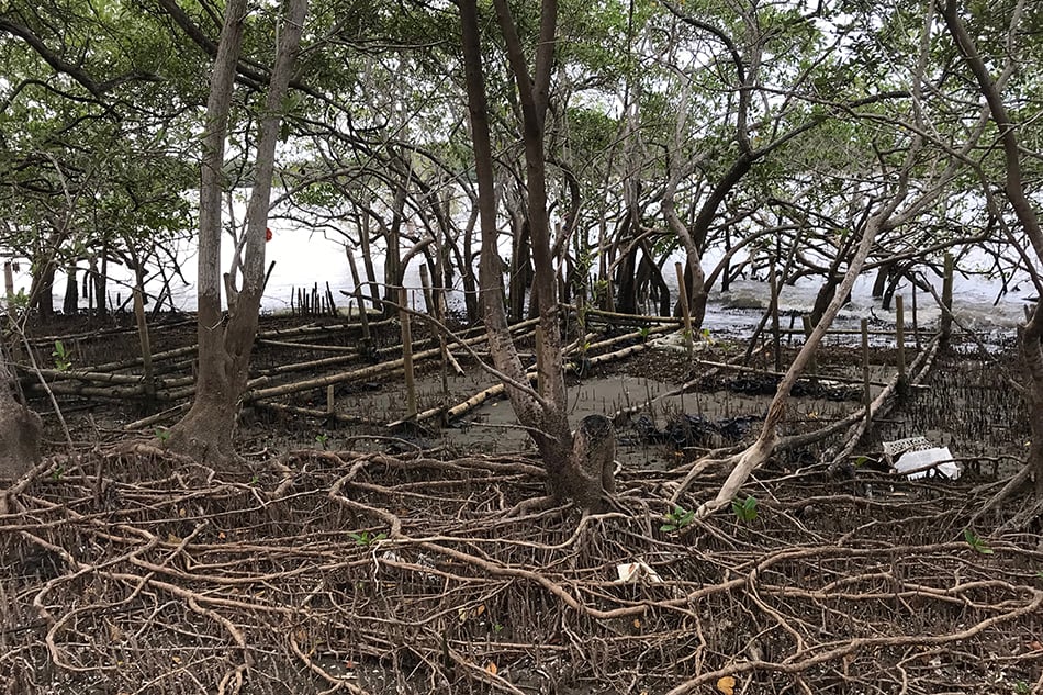 The site of a failed reforestation effort. Jimenes says scientists didn&rsquo;t listen when the women said the nursery was too close to the sea. Now, the site is further inland. They also insisted on a mix of mangrove soil and sand, not the 100 per cent soil experts suggested. &ldquo;Through trial and error we knew it was better,&rdquo; she says.
