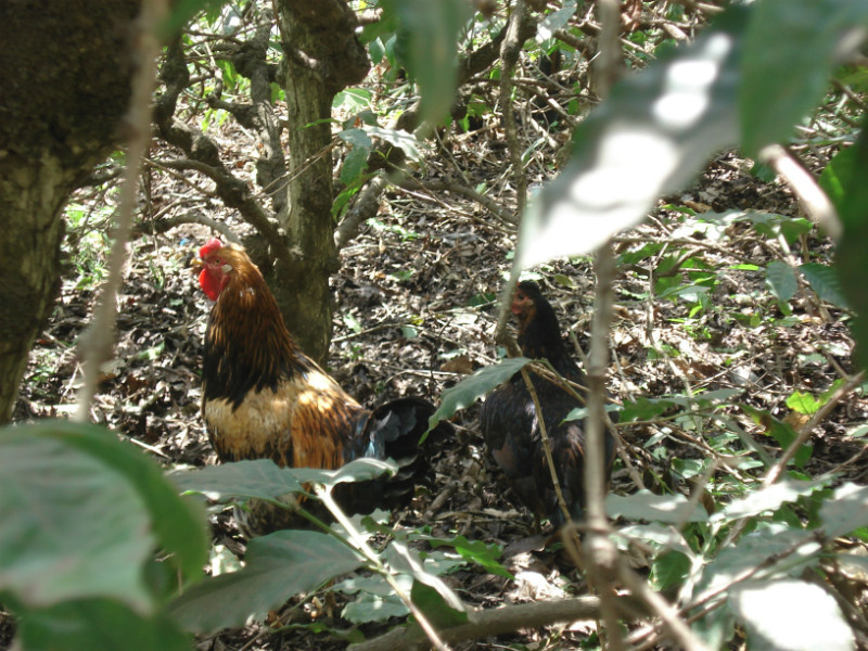 The village chickens prefer the shady undergrowth in Somi’s tree plantation. Here, they find more food, especially insects and worms that provide protein. Fatter chickens fetch a higher price at market
