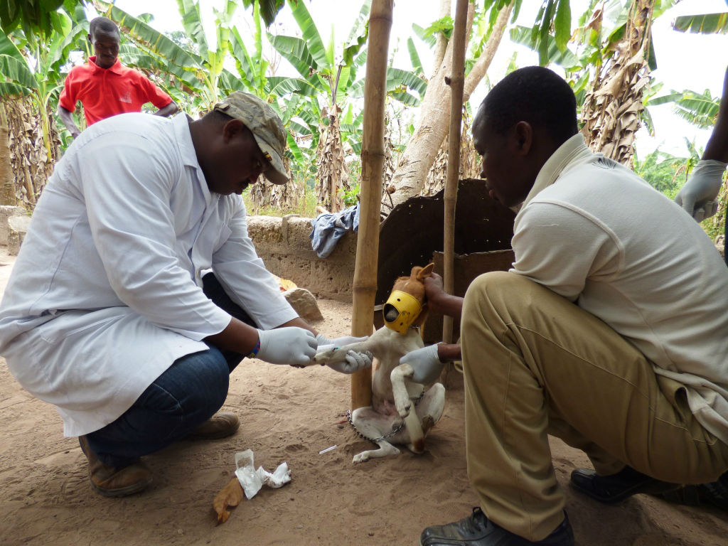 Scientists take a sample of a dog’s blood in Ghana. Dogs can be reservoirs for rabies and vector-borne diseases, and transmit these to humans. Globally rabies kills around 60,000 people each year — one person every ten minutes 
