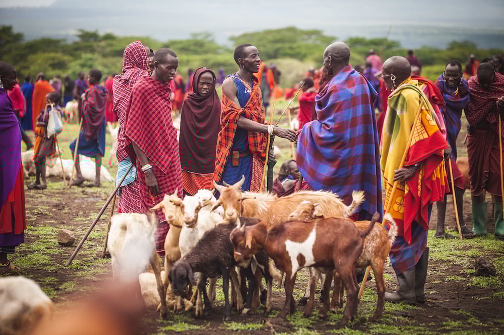 Livestock trading underpins Maasai culture. People travel long distances to trade at market. Disease outbreaks lower prices, damaging livelihoods and food security. Porous national borders and variations in disease control between health authorities mean diseases spread more easily