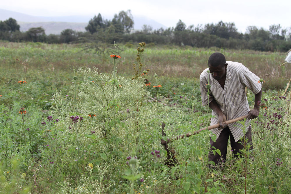 George Achilla is a farmer in the Kenyan village of Kikopey. He grows crops to feed his family and make a small profit. But his land has recently been overrun with Parthenium. He spends a large part of his day removing the shrub from his farm to make space for vegetables and livestock

