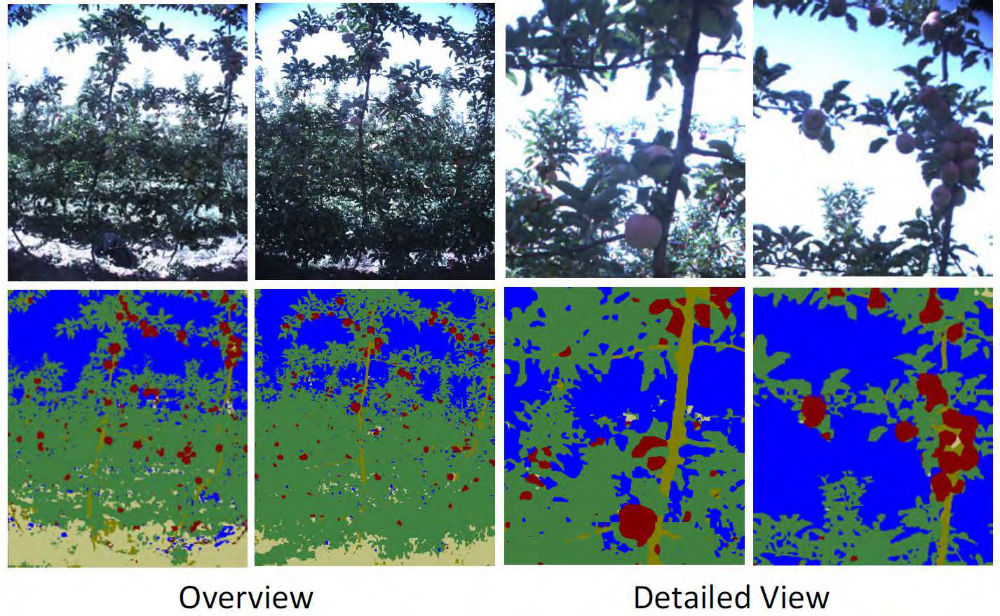Once the robot knows where the tree is, researchers can then apply other machine learning algorithms for higher-level tasks. This includes detecting specific features on the tree - in this case the actual fruit. The robot is also able to detect and count flowers. Such accurate figures allow farmers to predict yields with great confidence
