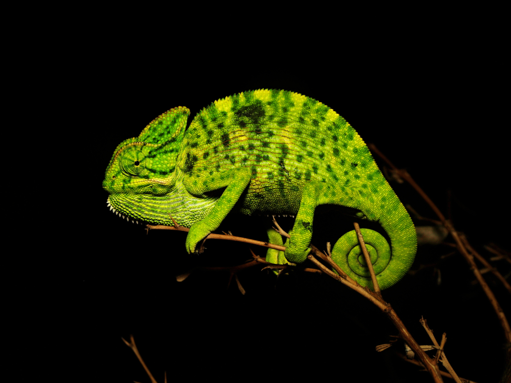 The Indian chameleon, Chamaeleo zeylanicus
