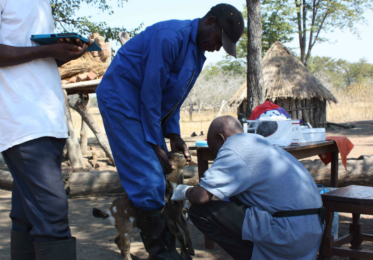 Scientists take a blood sample from a goat in the Laungwa valley, Zambia. Researchers were investigating trypanosomiasis and tick-borne pathogens in livestock. Livestock are being kept in significant numbers for the first time in Luangwa and are a reservoir for the trypanosome causing human sleeping sickness
