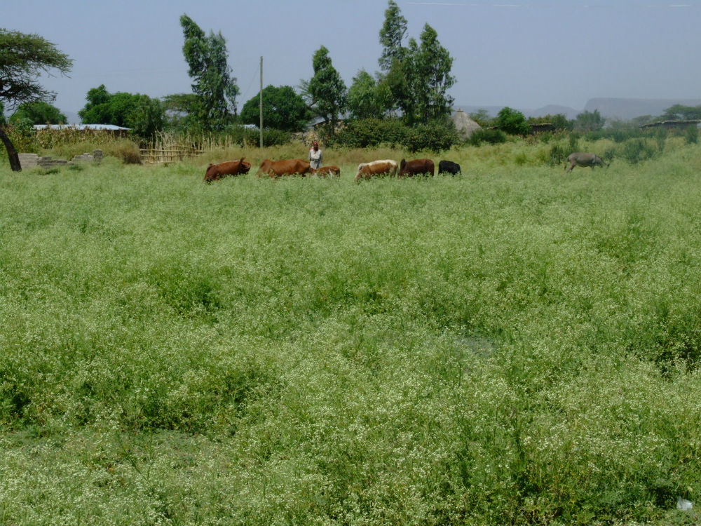 In Kenya, Parthenium has taken over large areas of land, displacing existing plants and animals, and creating green ‘deserts’ where little else will grow
