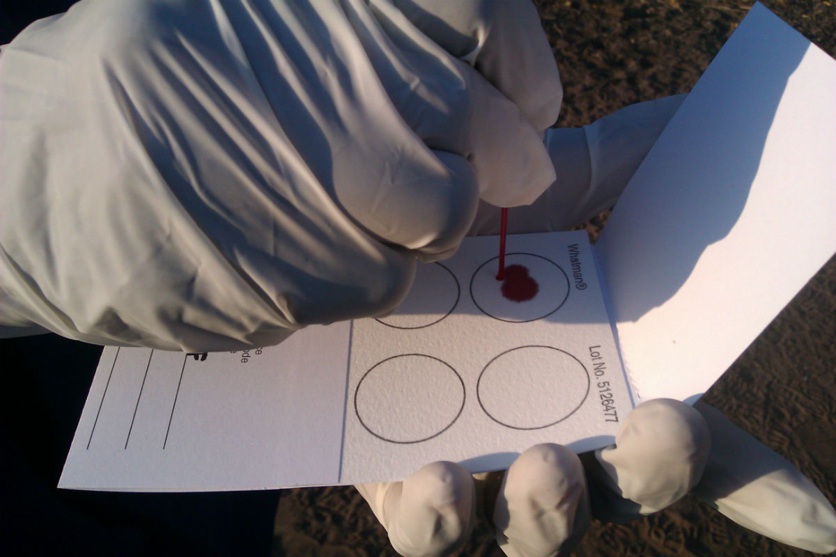 Preservation of a blood sample on a Whatman FTA® Card. This is a robust technique to preserve blood samples under field conditions without the need for refrigeration. Samples can be analysed using highly accurate molecular techniques for diagnosis, greatly improving our ability to diagnose diseases 
