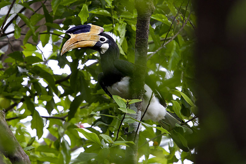 The Malabar pied hornbill, Anthracoceros coronatus
