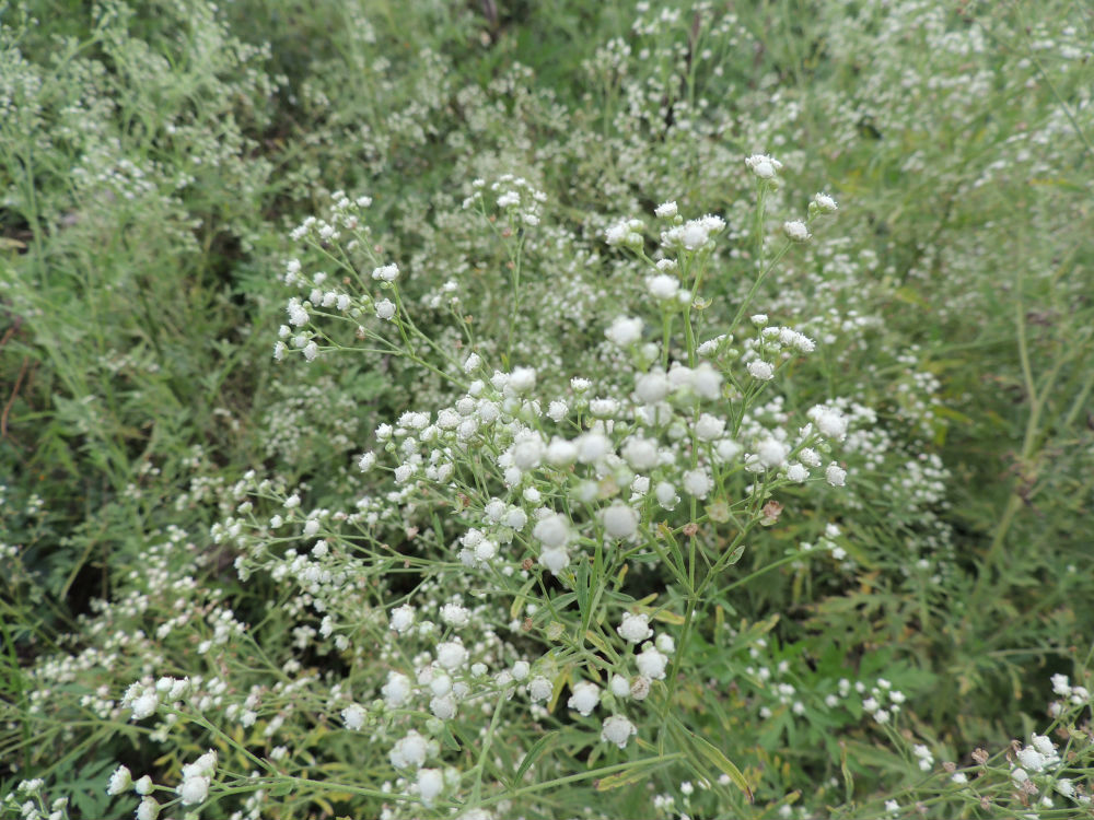 Parthenium is native to the American tropics, but it was accidentally introduced to other continents and now severely threatens native biodiversity in Africa, Asia and Australia. Its resilience enables it to grow almost anywhere and it spreads rapidly
