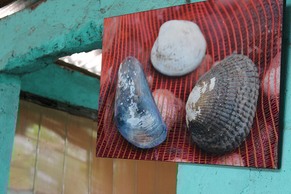 A photo, part of an exhibition, at the entrance to the kitchen. Gathering molluscs means getting steeped in mud for hours in a day. But it&rsquo;s the only work available, and CoopeSoliDar says it needs to be dignified. A good day&rsquo;s harvest is about 400 molluscs, which can fetch 14,000 colones (US$25).
