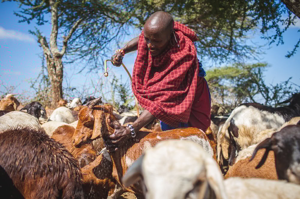 A pastoralist sprays his animals with tick repellant to prevent tick-borne disease. Pastorialists have access to veterinary medicines for disease treatment and prevention, but products can be of variable quality in rural areas. Substandard medicines prevent effective disease control and can increase antibiotic resistance in livestock
