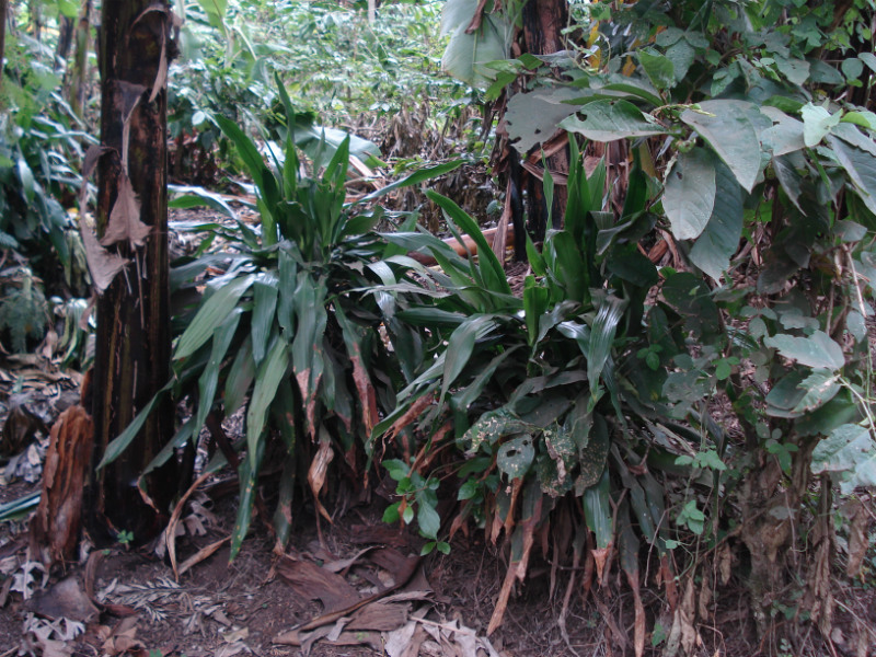 Somi grows this plant, called Isale in the local Meru language, at the edge of his plantation. This is a traditional way to mark land boundaries around the mountain. The plant is also a peace offering, and someone bearing it must be received with kindness and listened to