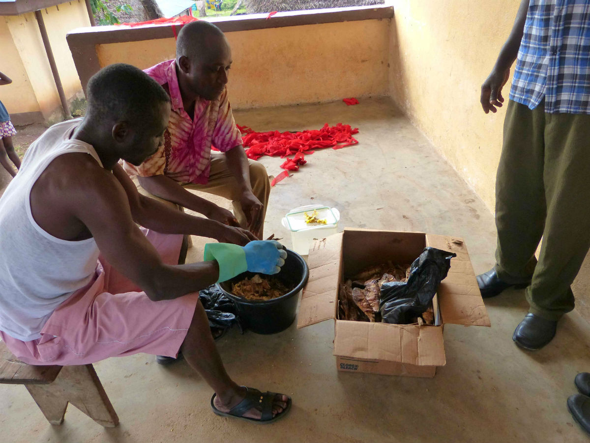 Health workers prepare traps for the Mastomys natalensis rodents that carry Lassa virus. The virus is found in West Africa, and if transmitted to humans causes Lassa fever, an acute haemorrhagic infection. Fieldwork focused on how Lassa fever dynamics are shaped by changes in social dynamics, land use and climate 
