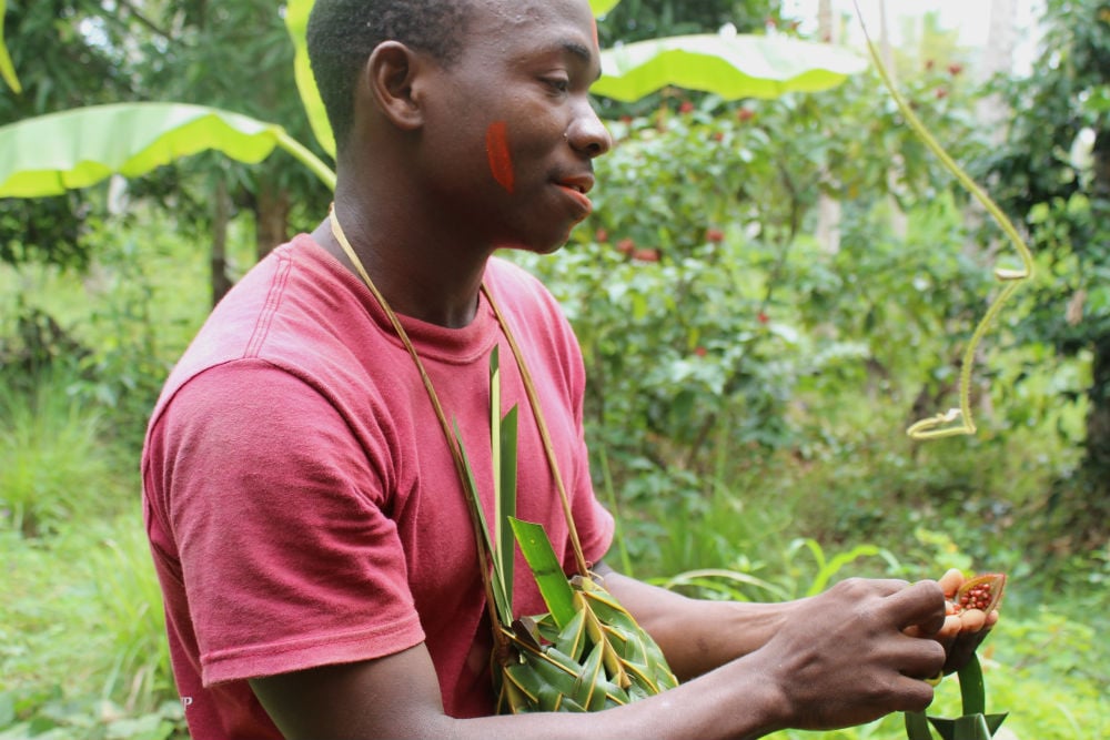 The tree&rsquo;s dye, also called annatto, is widely used to colour food such as dairy products, rice and seasonings. Before European cosmetics arrived on Zanzibar, it was used as a lipstick. Masai people still use annatto to colour hair and mark the body
