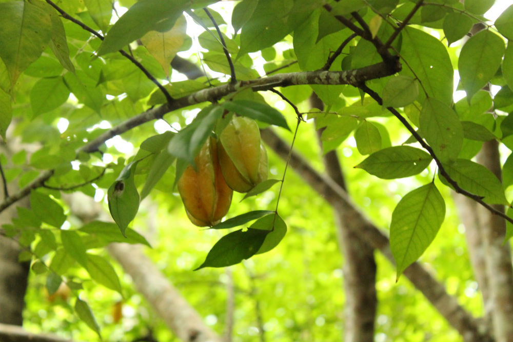 Starfruit hanging on a carambola tree, which were brought to Zanzibar from Asia. These acid-sweet tasting fruits are edible and a good source of vitamin C. The tree’s scientific name is Averrhoa carambola
