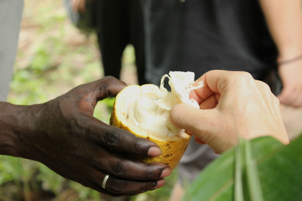 People on Zanzibar haven’t traditionally used the pods of the cacao tree (Theobroma cacao) to make cocoa powder or chocolate. But they enjoy their flesh, which is crunchy, with a tart, citrus flavour.

