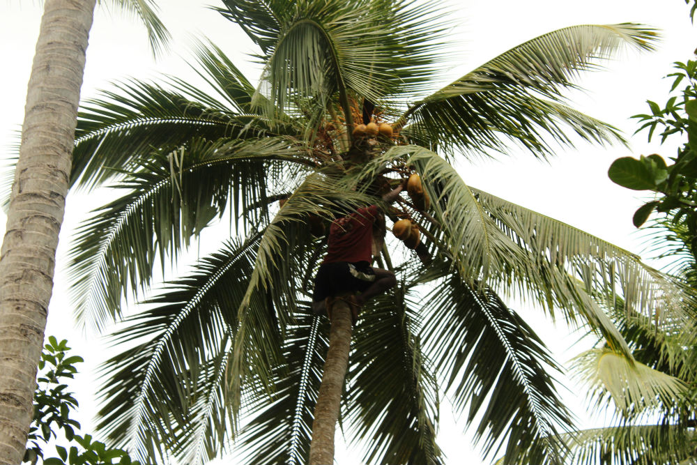 Every part of the coconut palm can be used for food or raw materials. On Zanzibar, the tree’s leaves are woven and used to line the roofs of small houses, protecting them from wind and rain. The tree’s scientific name is Cocos nucifera 
